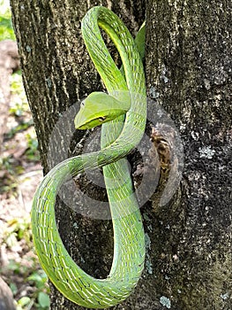 The green snake came out.ÃÂ  photo